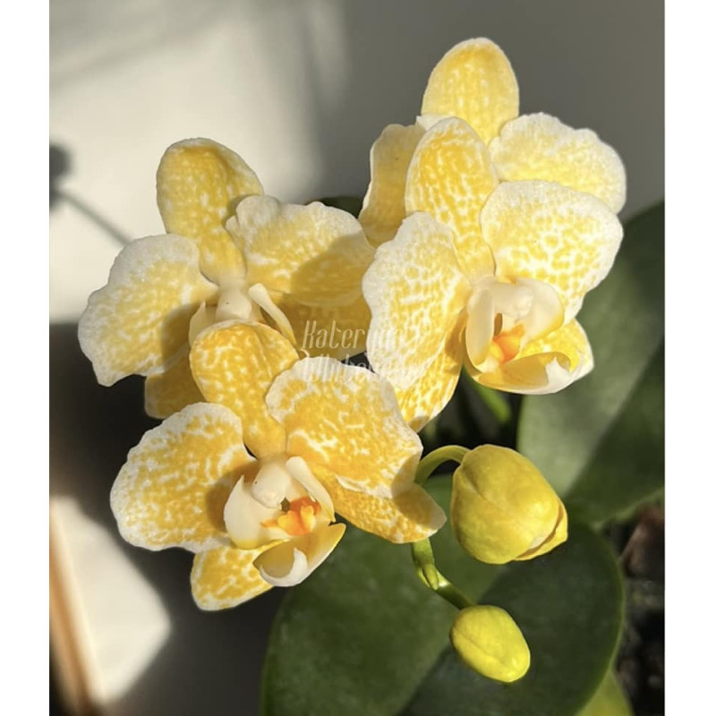 Орхiдея Phal. Yaphon Golden Leopard - купити, доставка Україна